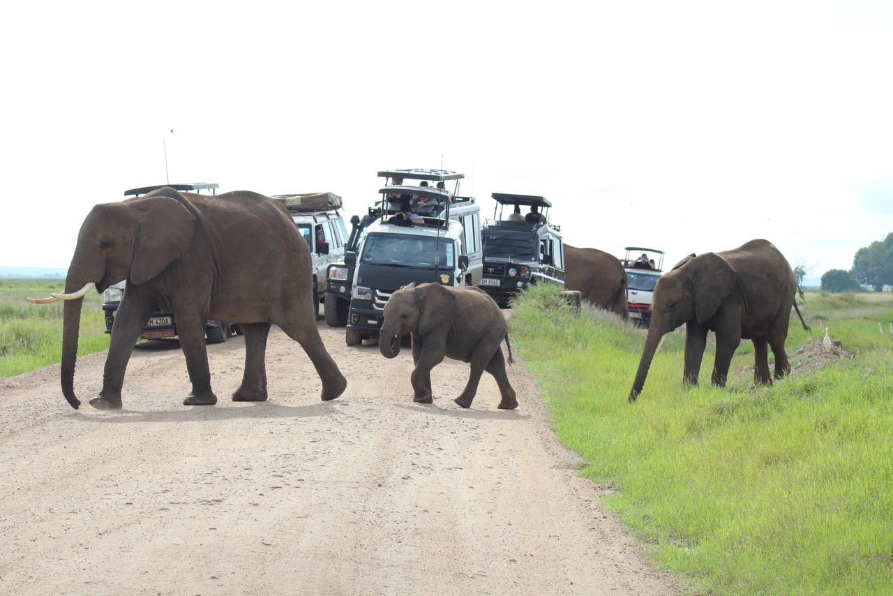 Herd of elephants at sunset, Maasai Mara