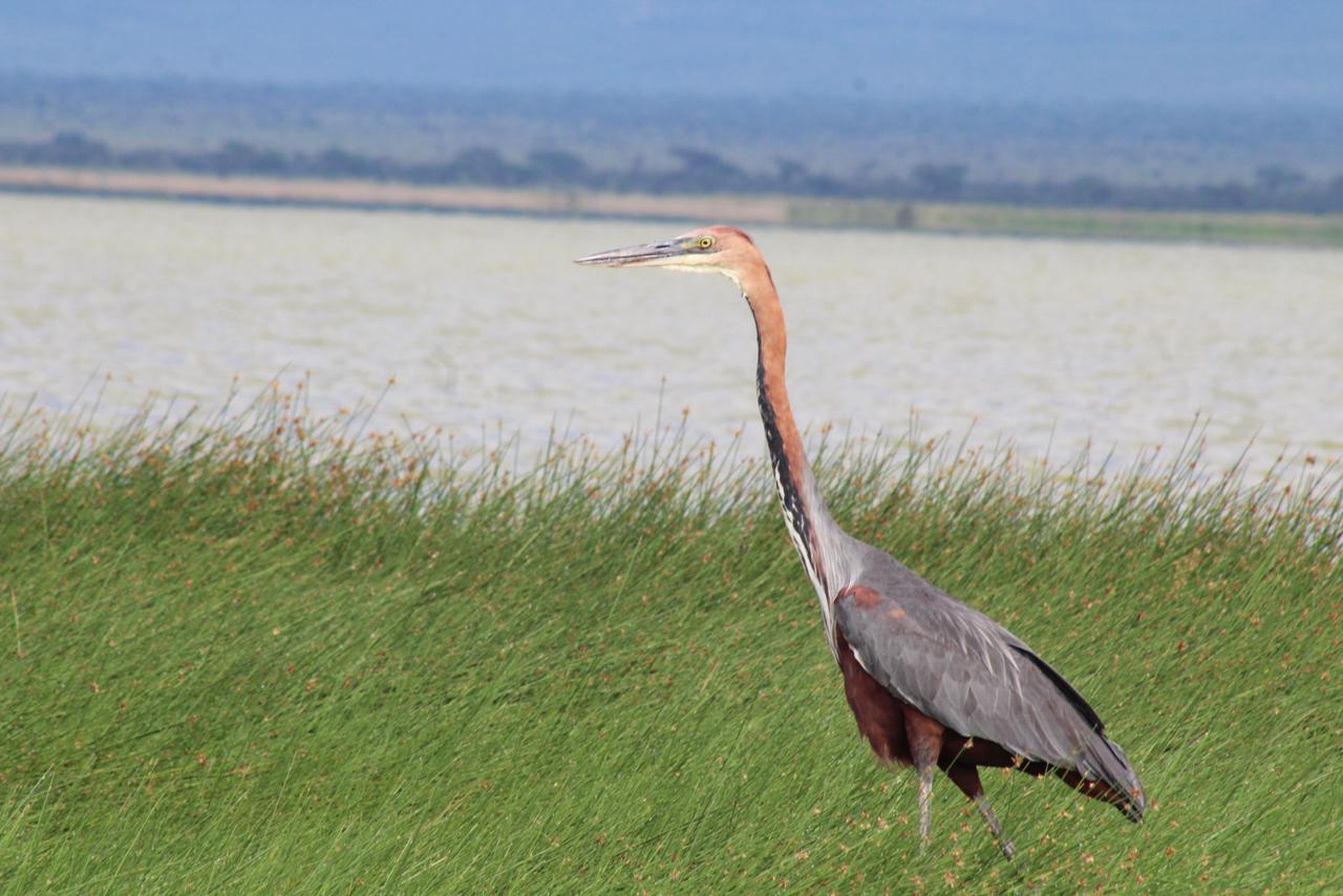 Flamingos at Lake Nakuru National Park at dusk