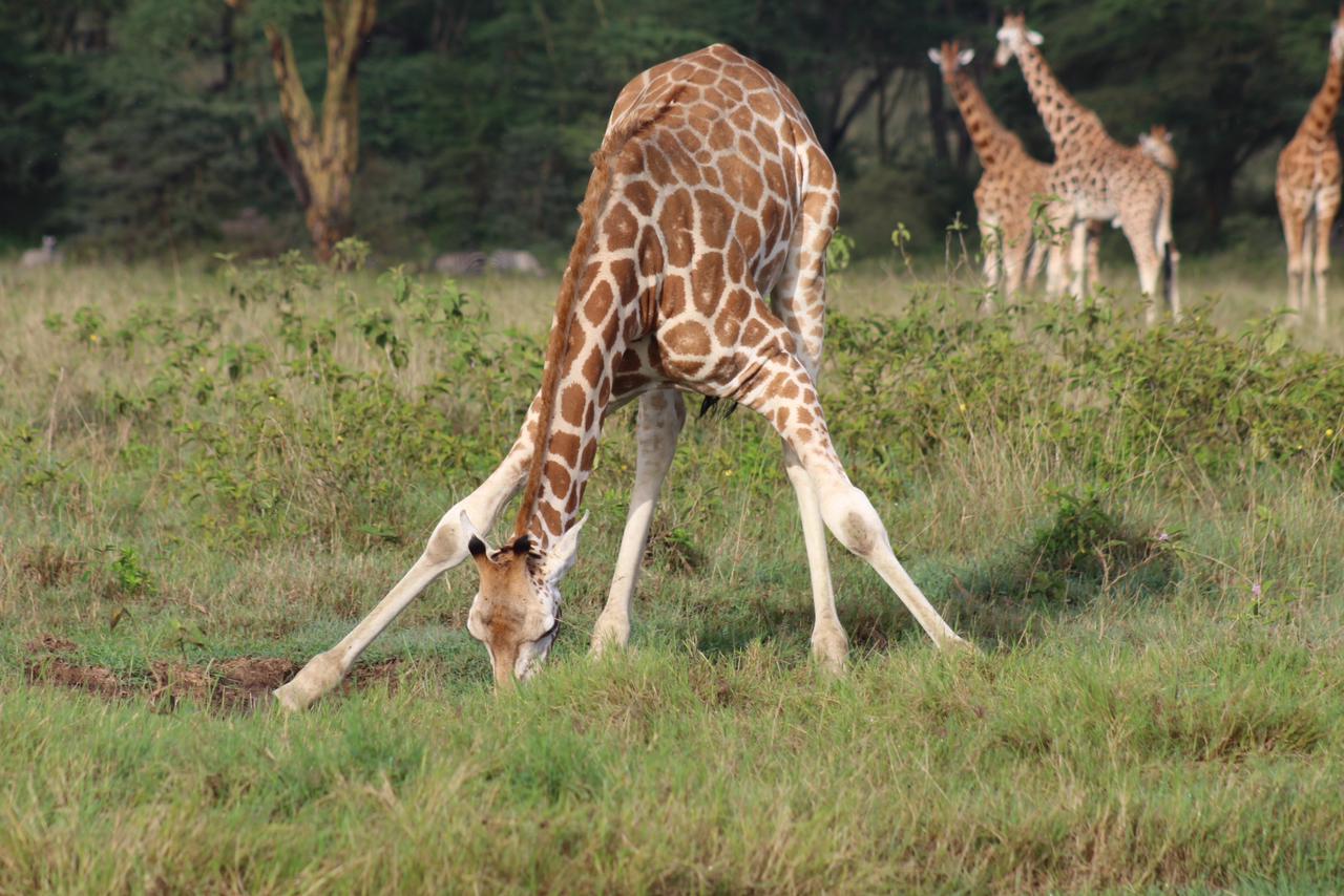 Giraffe silhouette with Mount Kilimanjaro, Amboseli