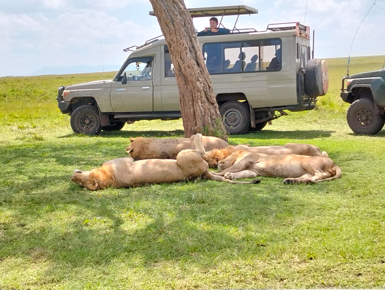 Lion pride in Maasai Mara National Reserve, Kenya